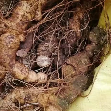 野生黄精，归于肺、脾、肾三经是非常好的一味中草药