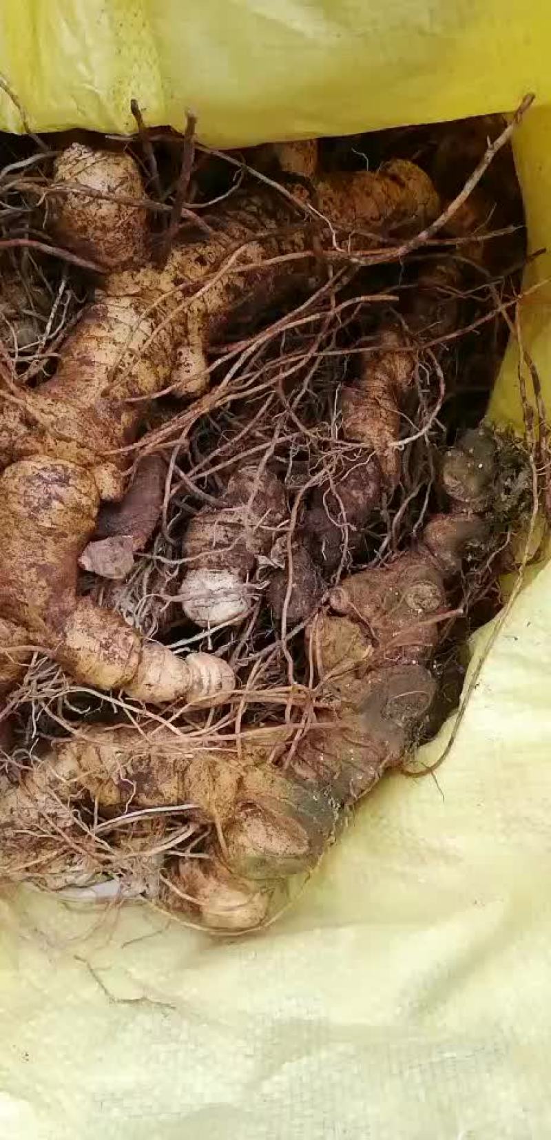 野生黄精，归于肺、脾、肾三经是非常好的一味中草药