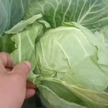 牛心包菜
