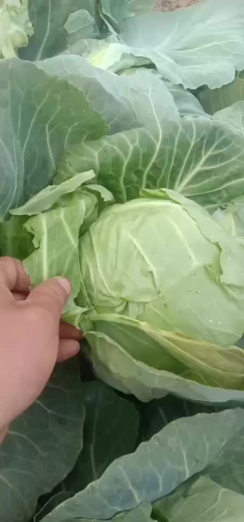 牛心包菜