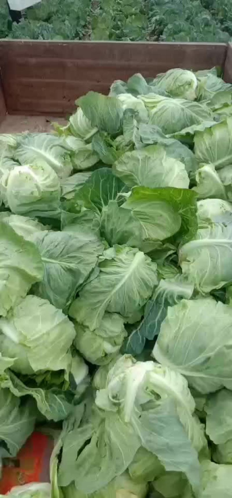 牛心包菜
