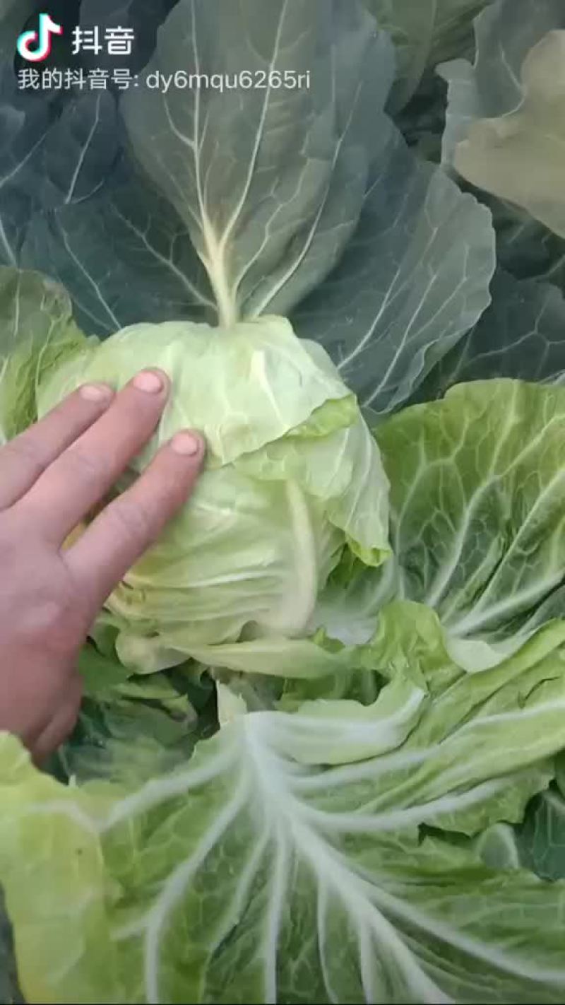 牛心包菜