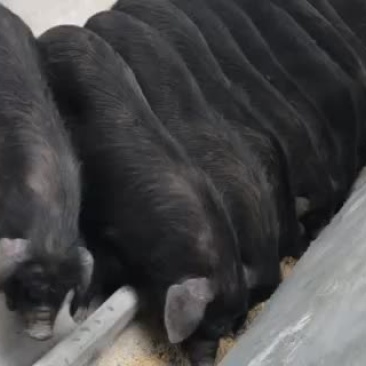 藏香猪