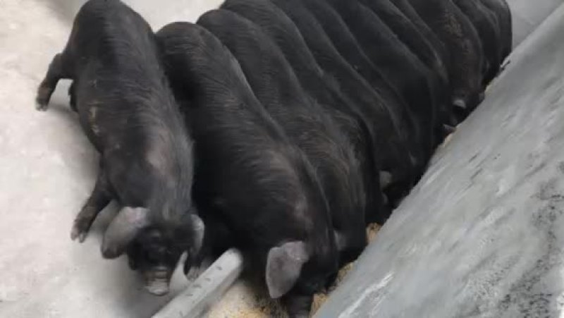 藏香猪