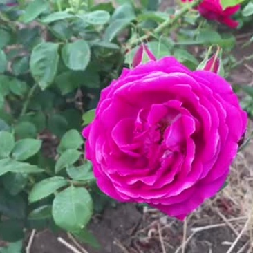 云南高原食用玫瑰花