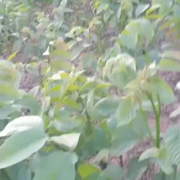 核桃成品苗薄皮核桃苗嫁接苗