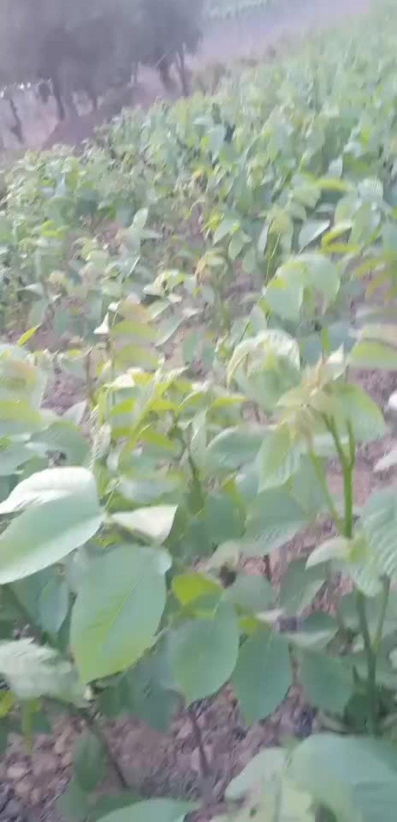 核桃成品苗薄皮核桃苗嫁接苗