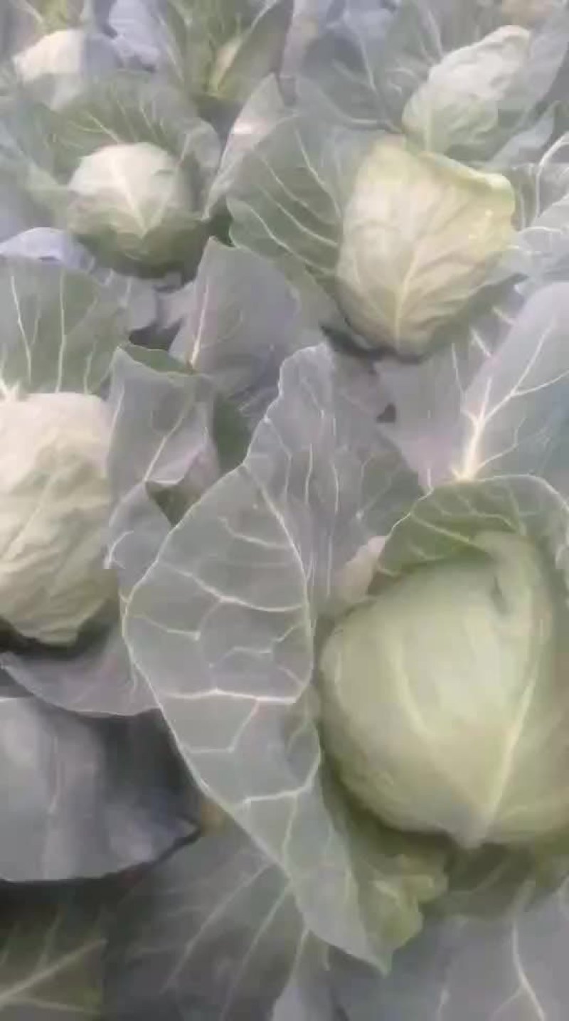 甘蓝