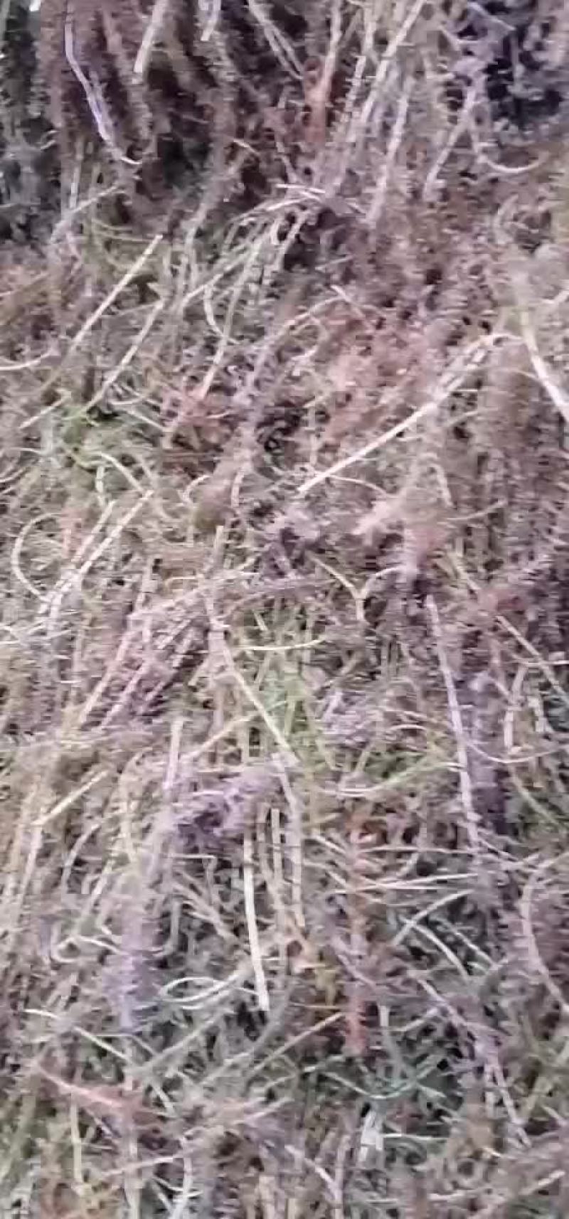 伊乐藻（四季草）（吃不败）水产养殖湖泊绿化