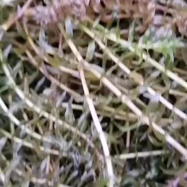 伊乐藻（四季草）（吃不败）水产养殖湖泊绿化