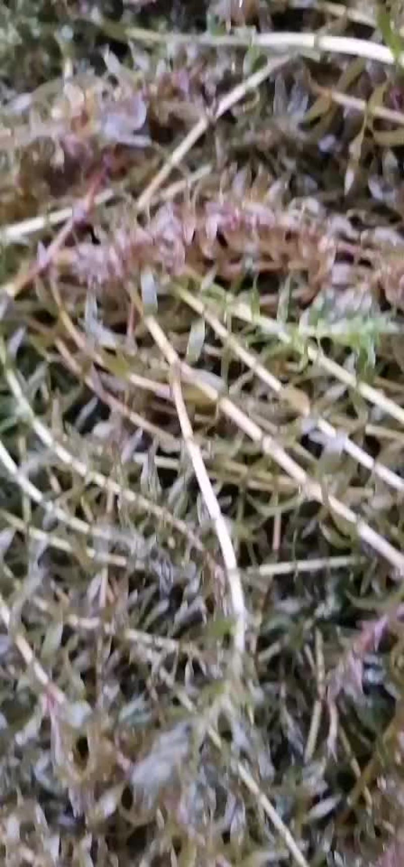 伊乐藻（四季草）（吃不败）水产养殖湖泊绿化
