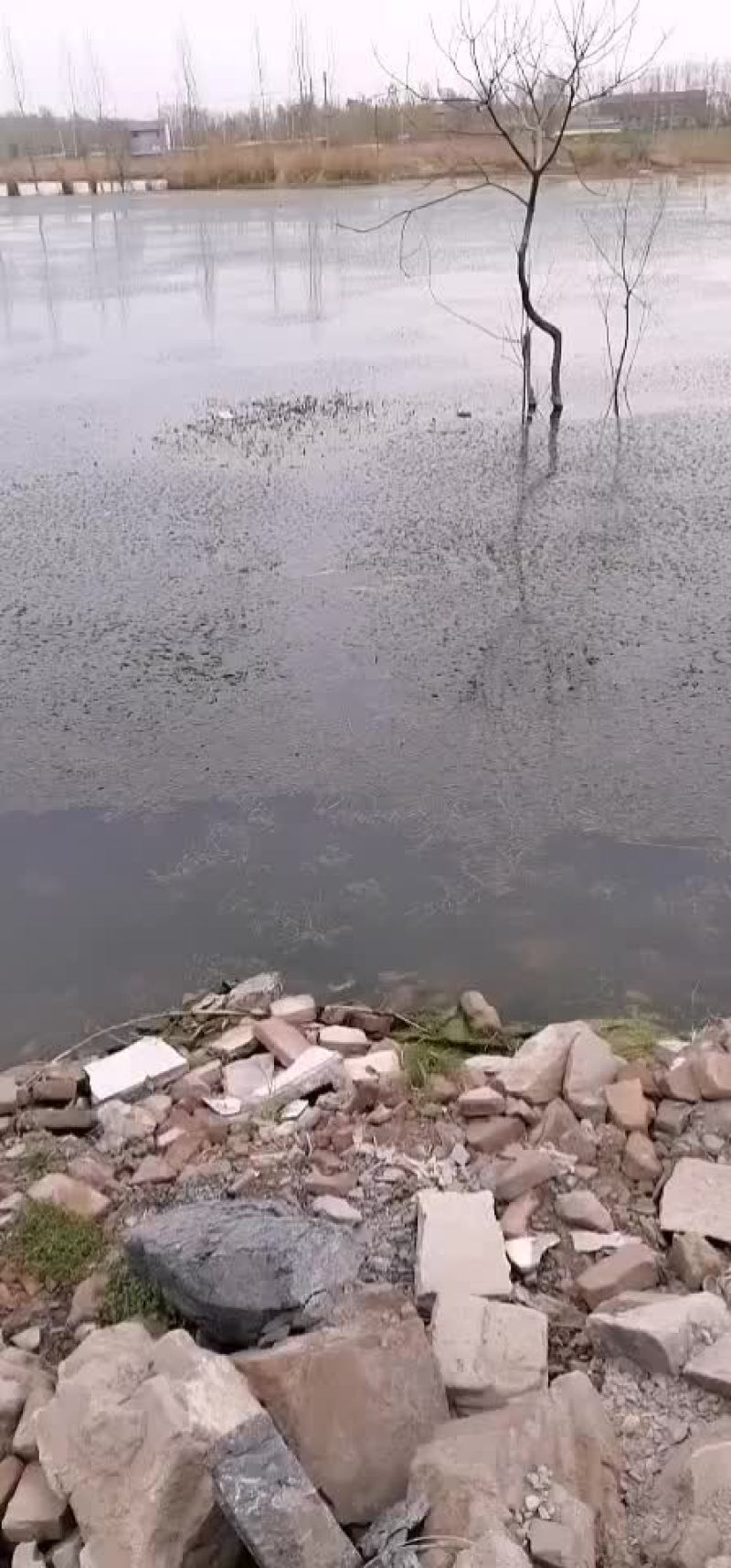 伊乐藻（四季草）（吃不败）水产养殖湖泊绿化