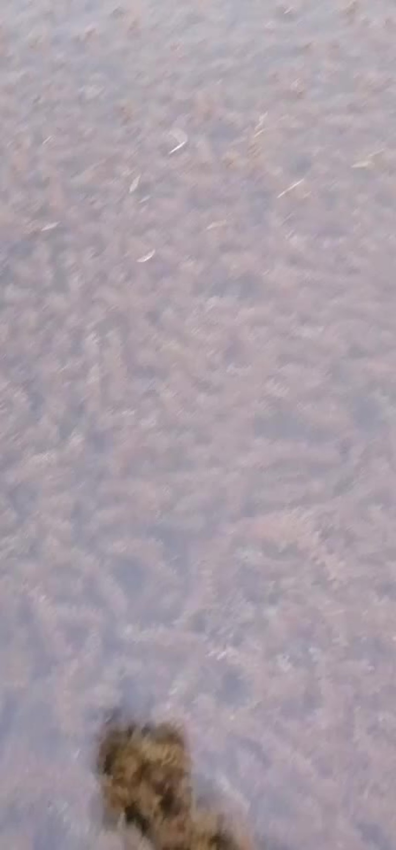 伊乐藻（四季草）（吃不败）水产养殖湖泊绿化