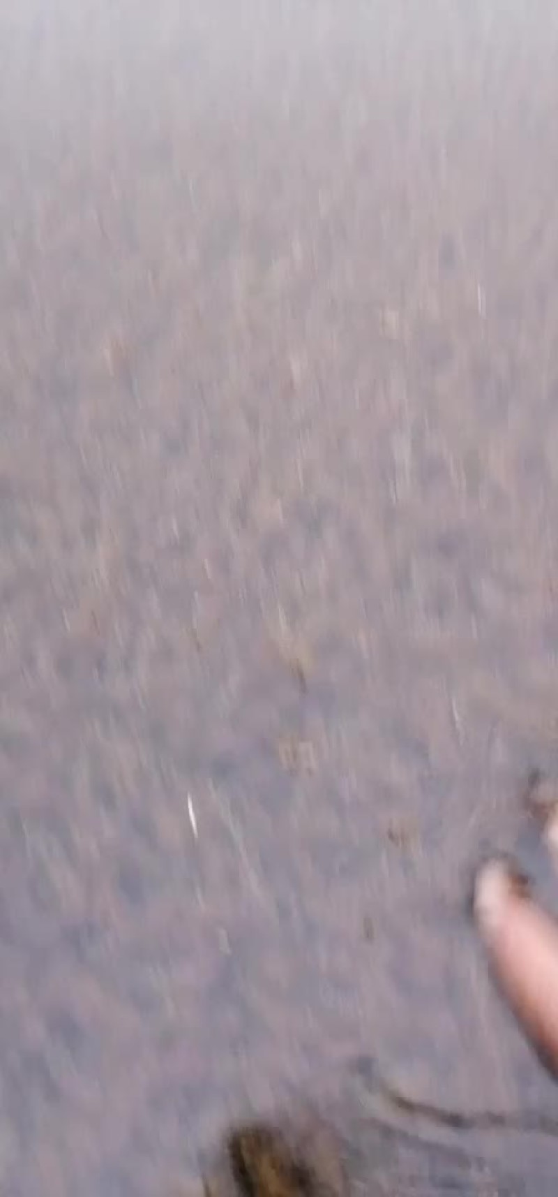 伊乐藻（四季草）（吃不败）水产养殖湖泊绿化