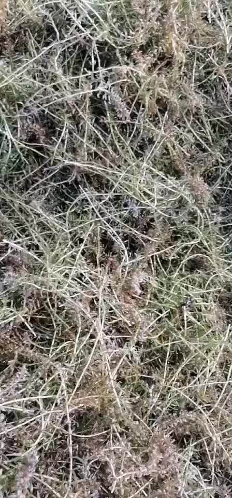 伊乐藻（四季草）（吃不败）水产养殖湖泊绿化