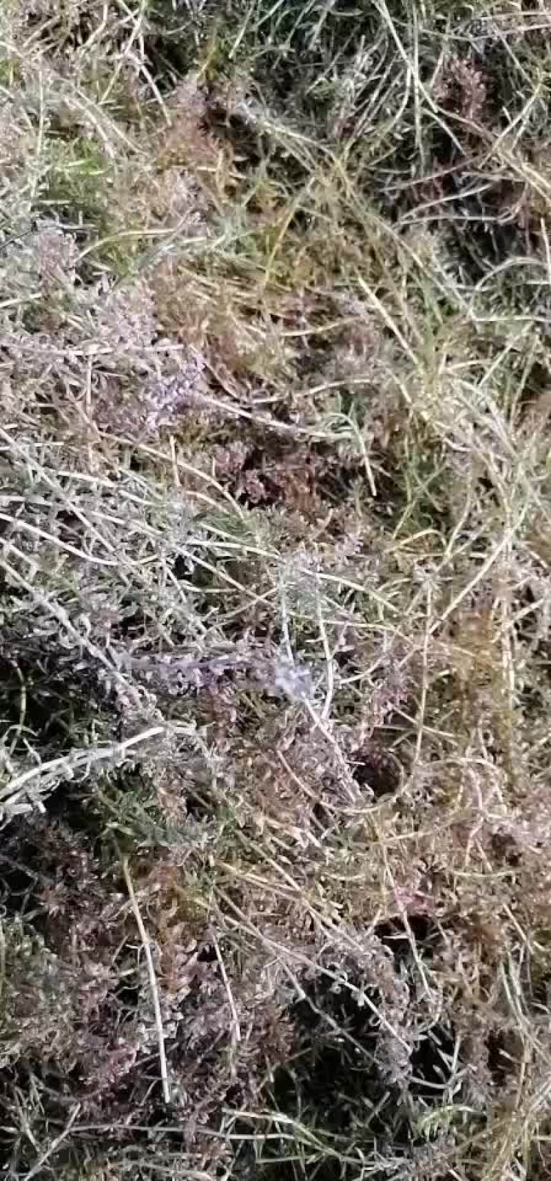 伊乐藻（四季草）（吃不败）水产养殖湖泊绿化