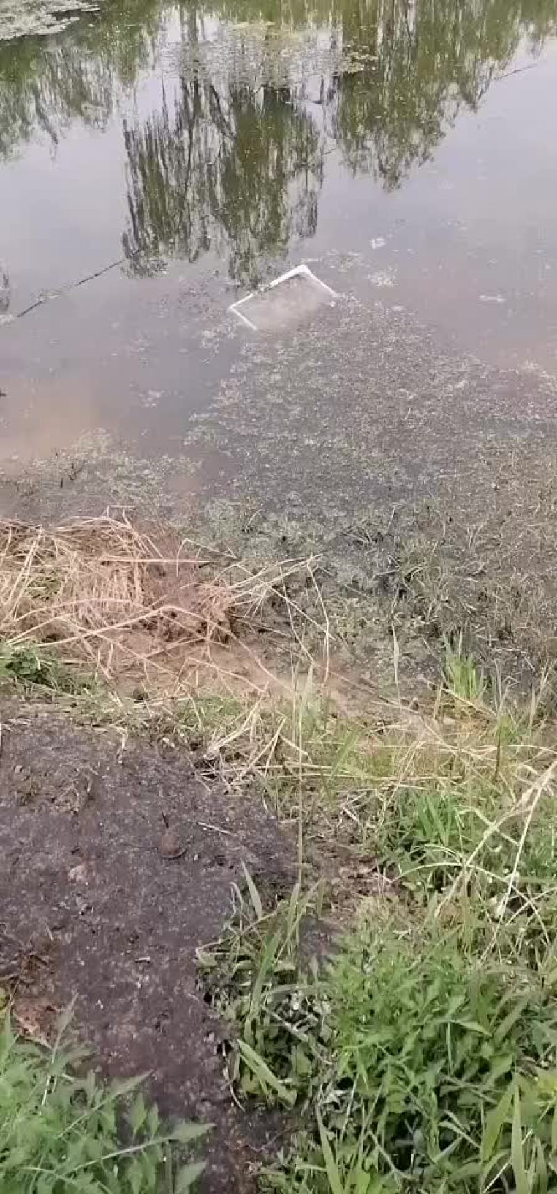 伊乐藻（四季草）（吃不败）水产养殖湖泊绿化