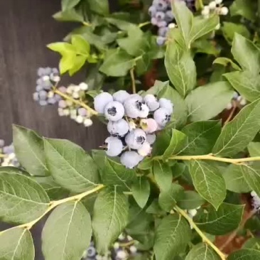 新鲜蓝莓