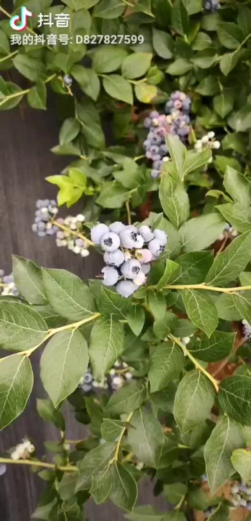新鲜蓝莓