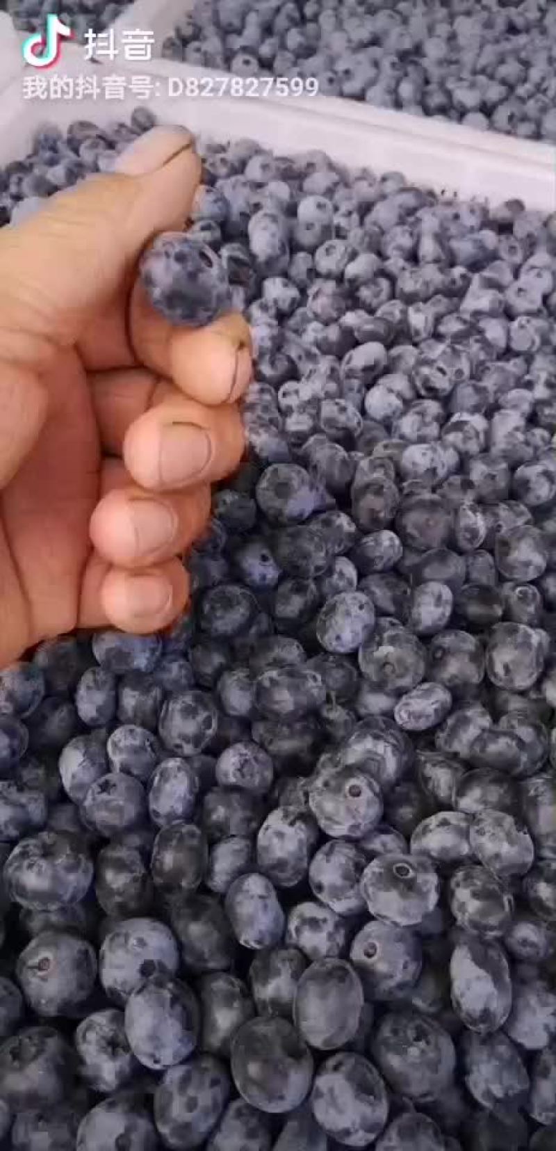 新鲜蓝莓