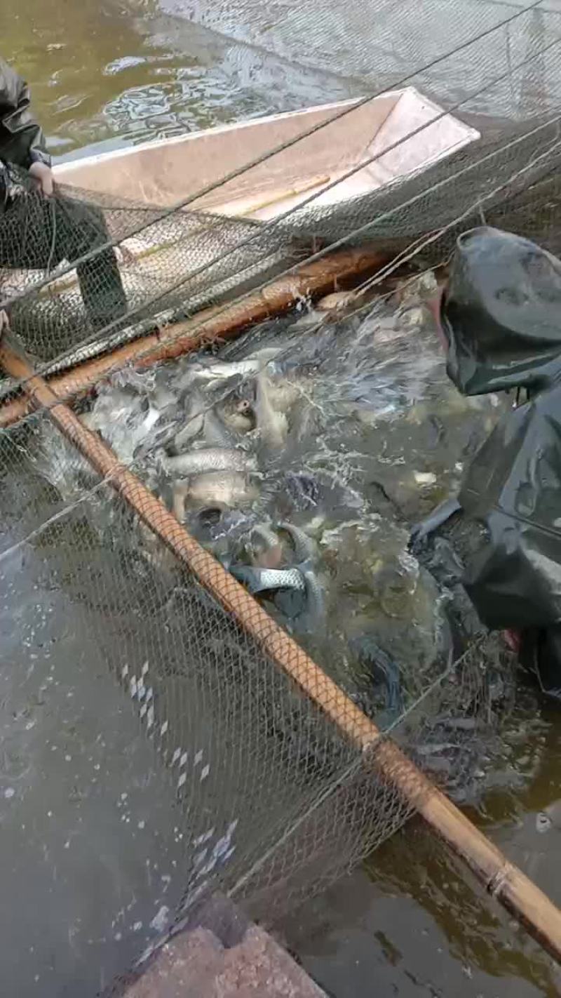 垂钓成品鱼及特种规格成品鱼