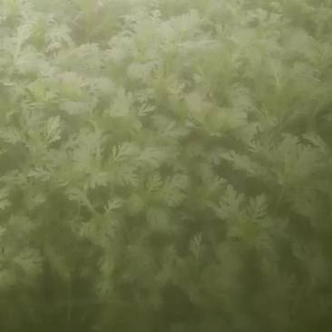 茼蒿