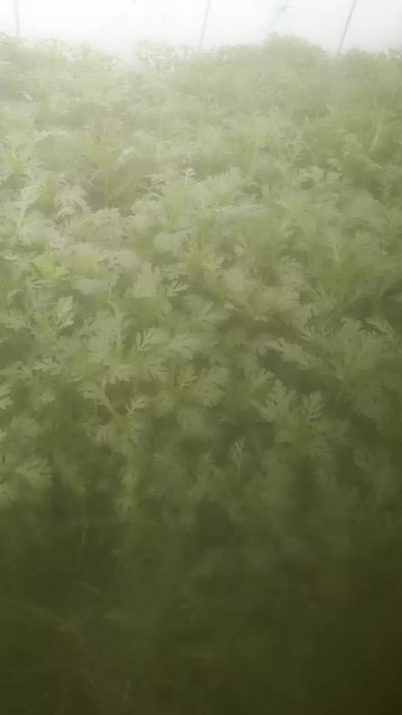 茼蒿