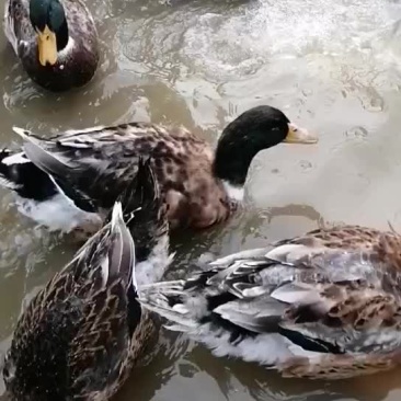 麻鸭