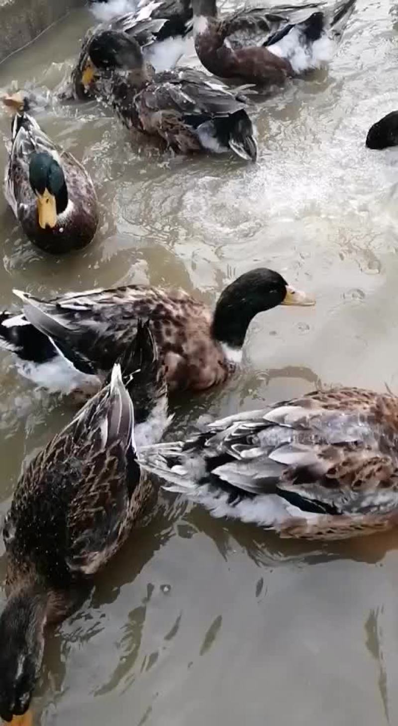 麻鸭