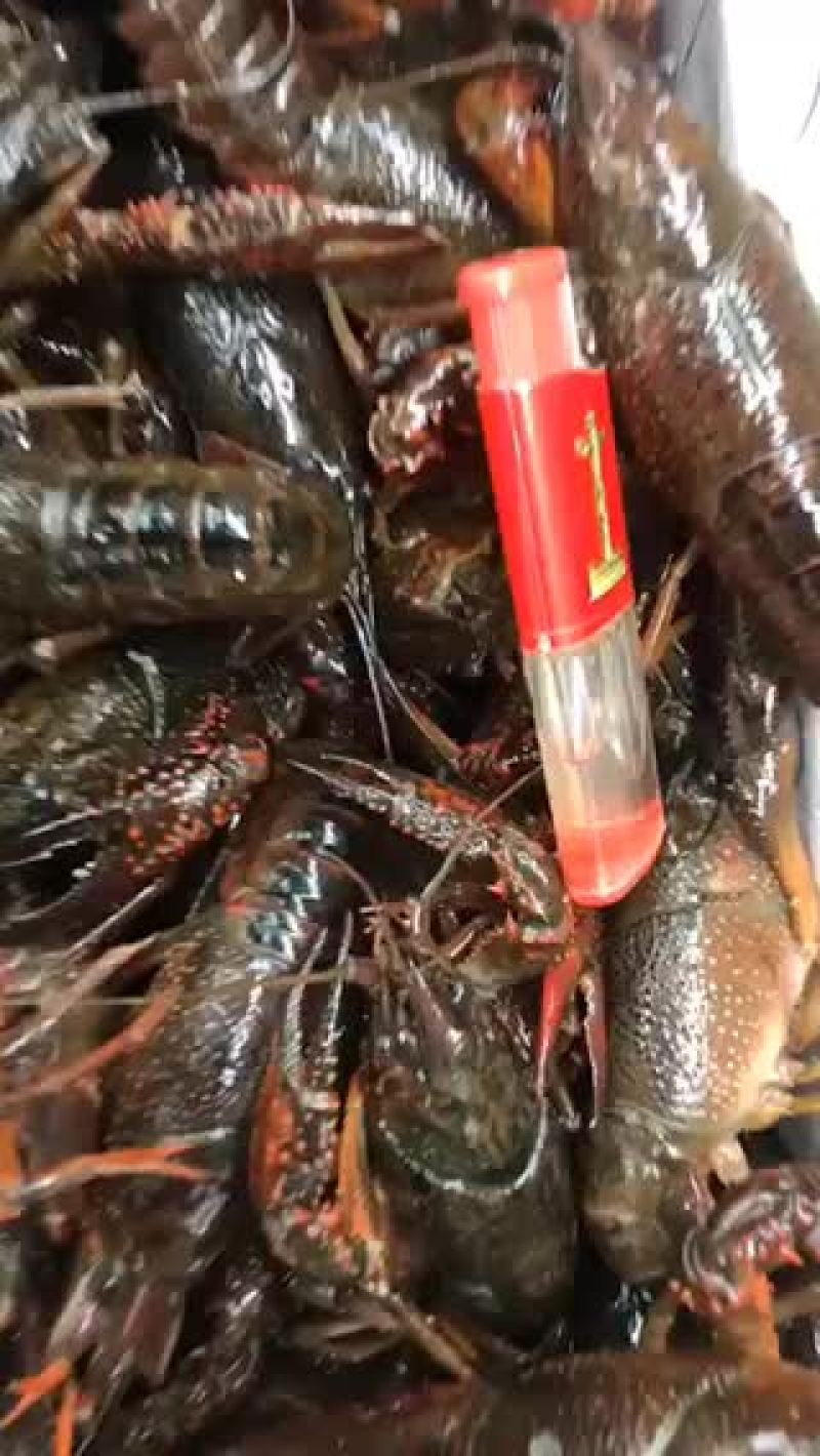 潜江小龙虾