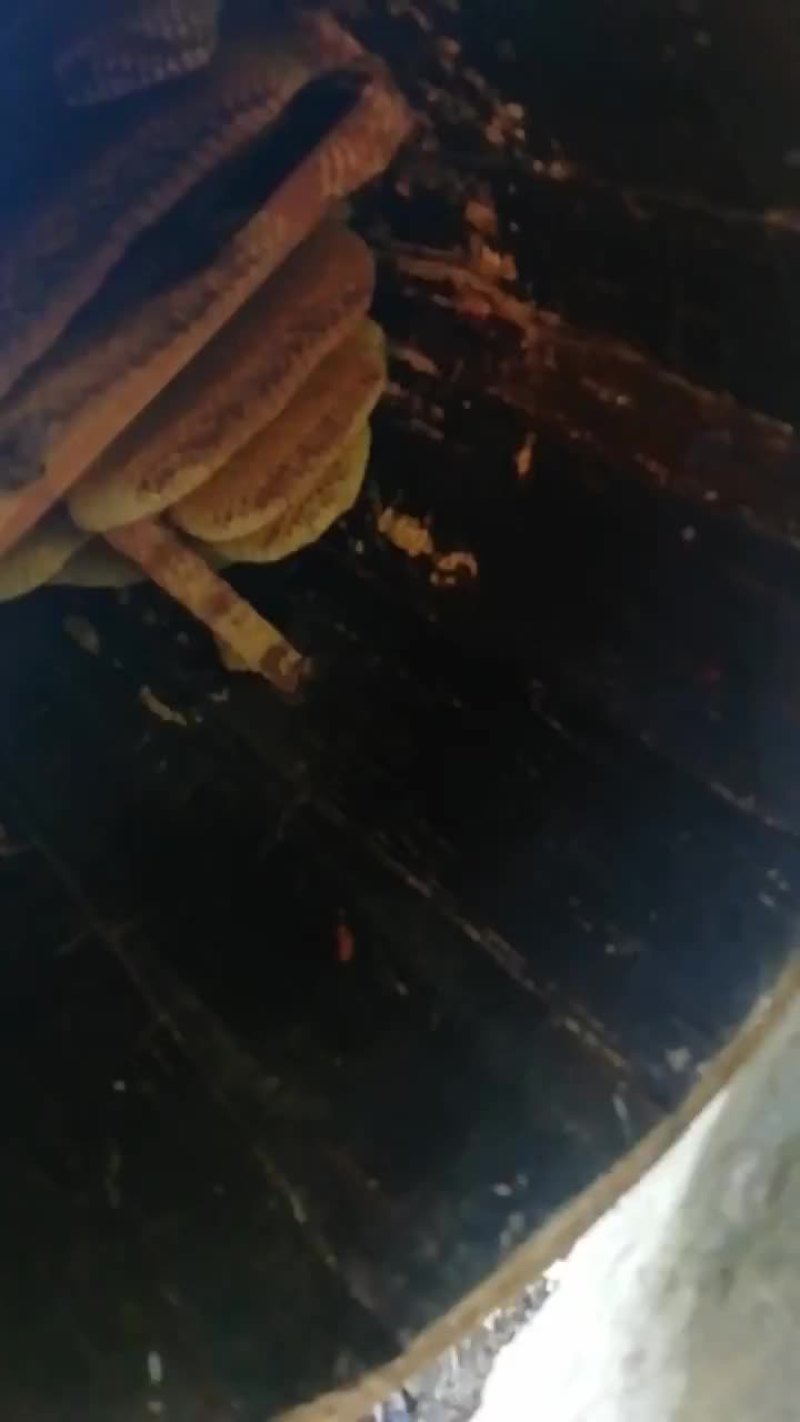 中蜂土蜂蜜