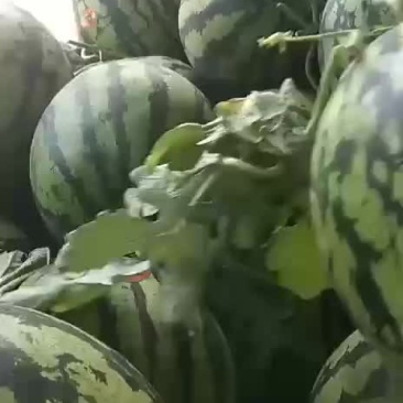 甜王西瓜