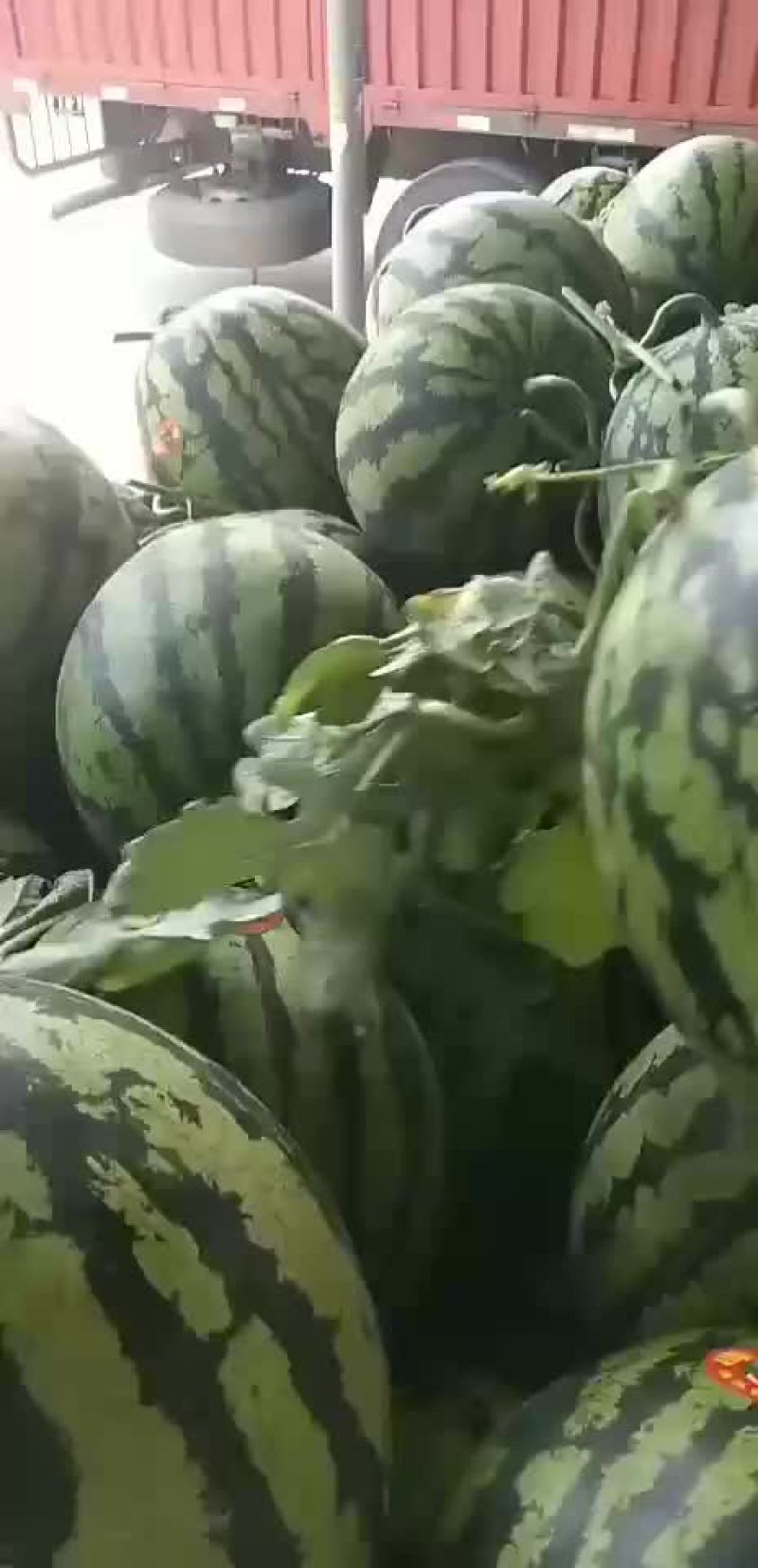 甜王西瓜