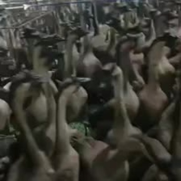 正宗清远黑粽鹅
