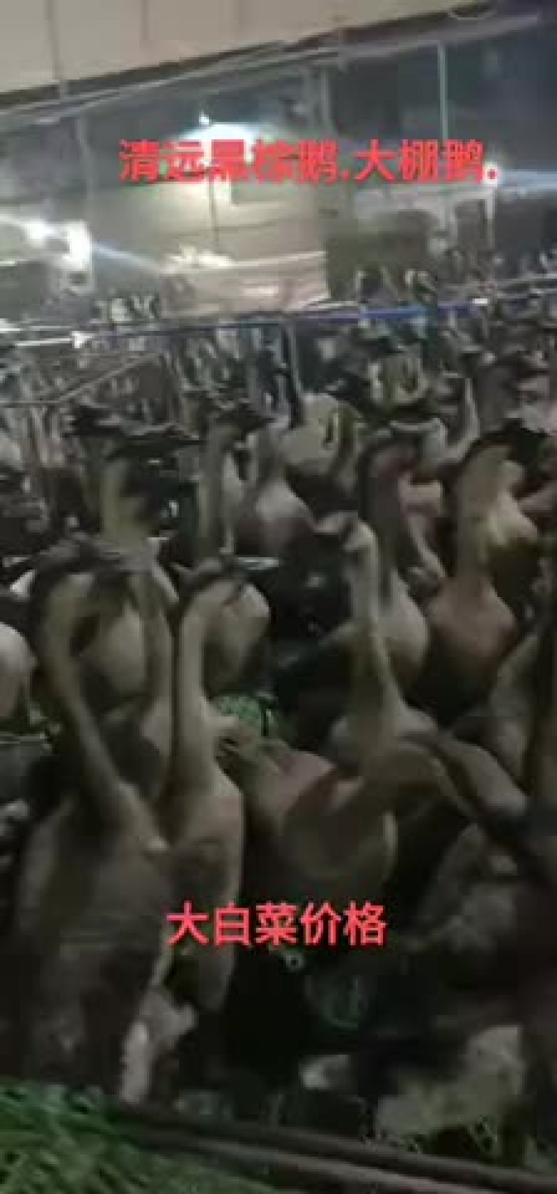 正宗清远黑粽鹅