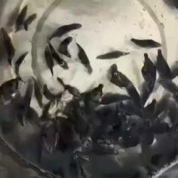大量鱼苗出售