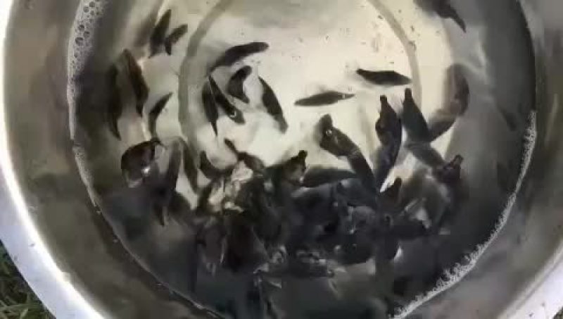 大量鱼苗出售