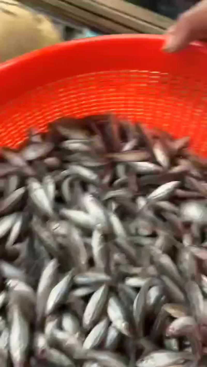 大量鱼苗出售