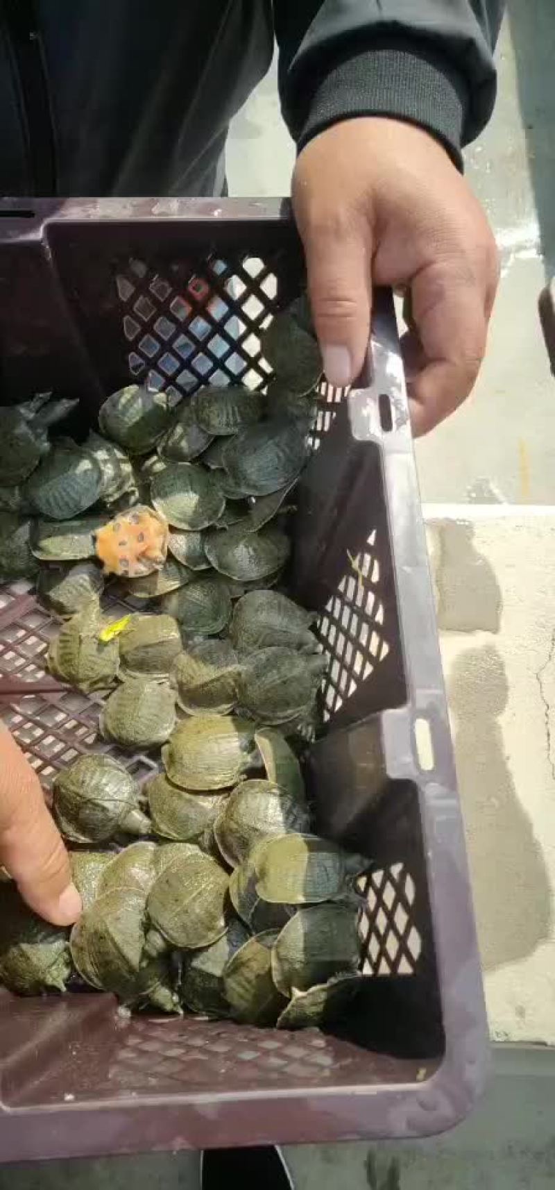 大量鱼苗出售