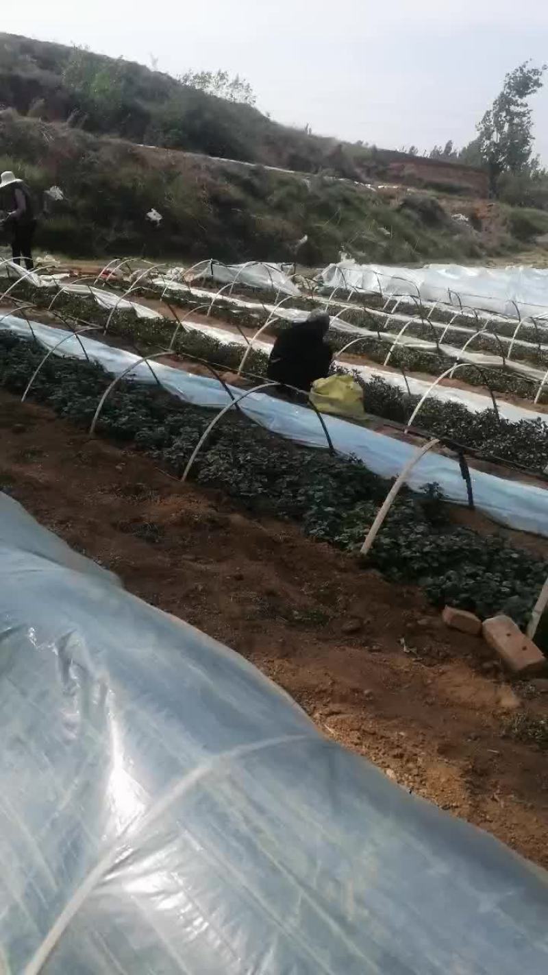 西瓜红薯苗