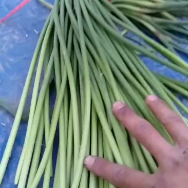 蒜薹