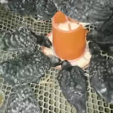 脱温芦花鸡
