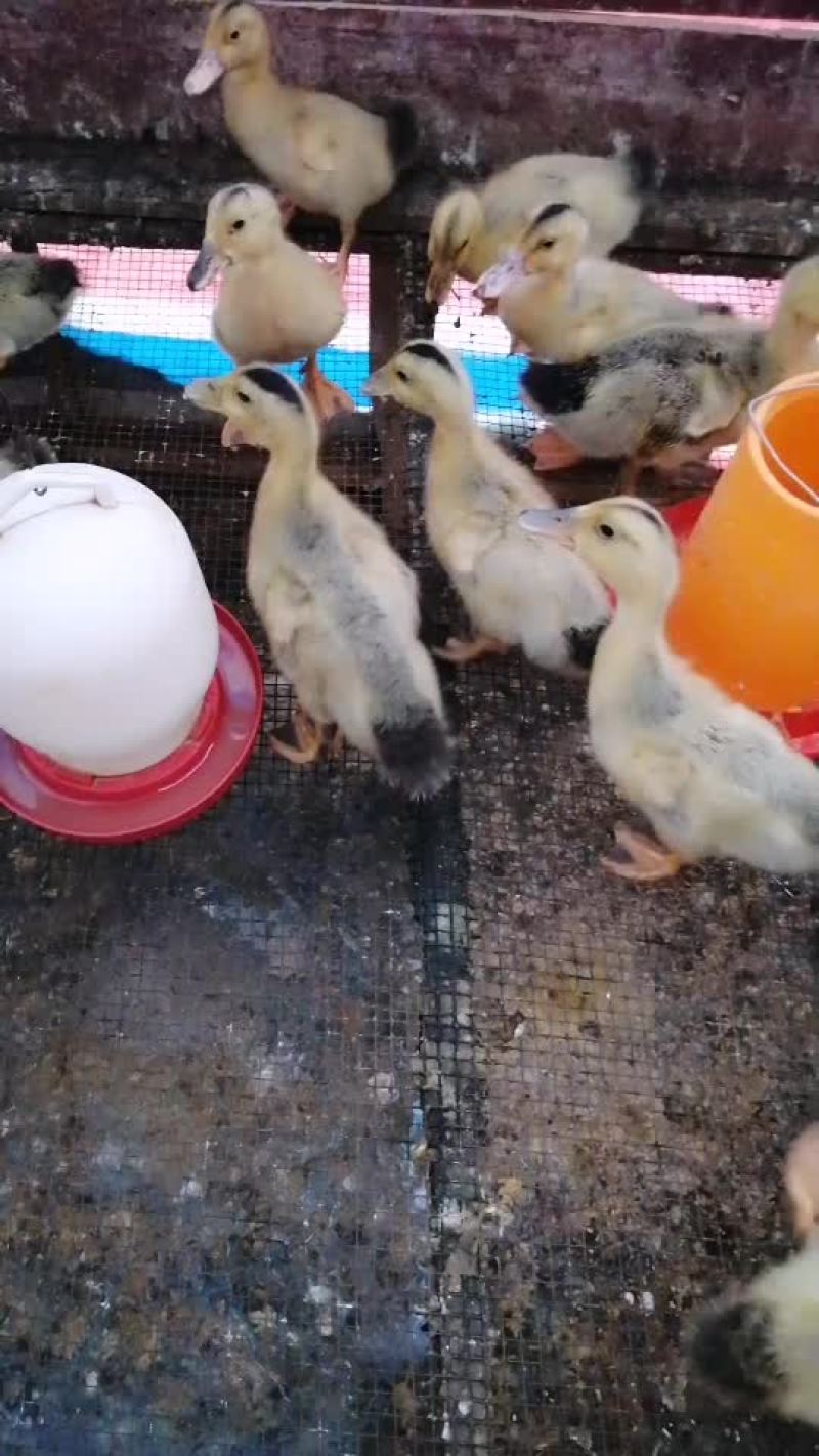 八九两鸭苗