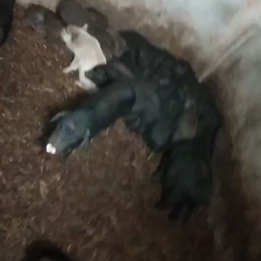 白猪黑猪黄猪都有有你喜欢
