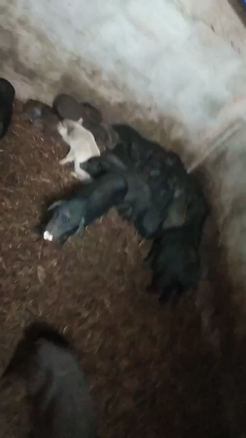白猪黑猪黄猪都有有你喜欢
