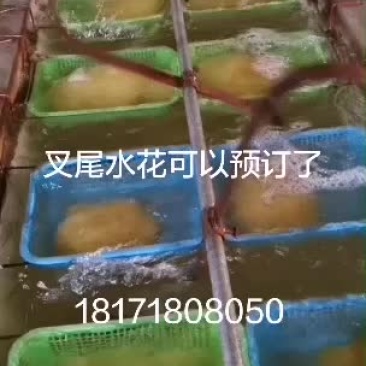 斑点叉尾鮰