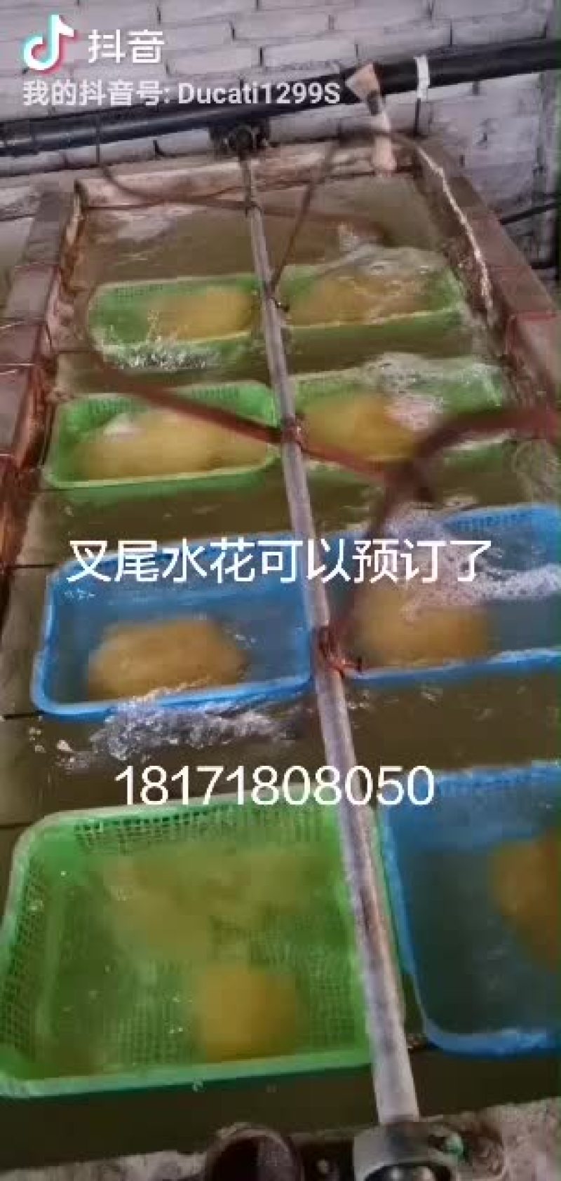 斑点叉尾鮰