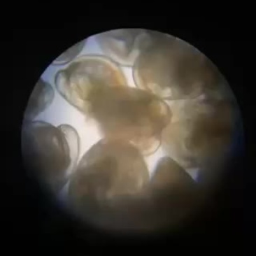 牡蛎苗种