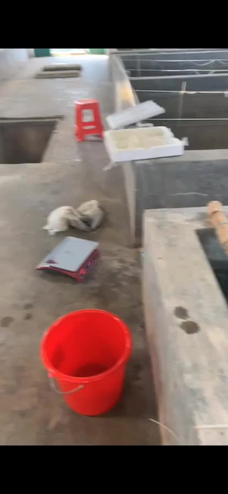 牡蛎苗种