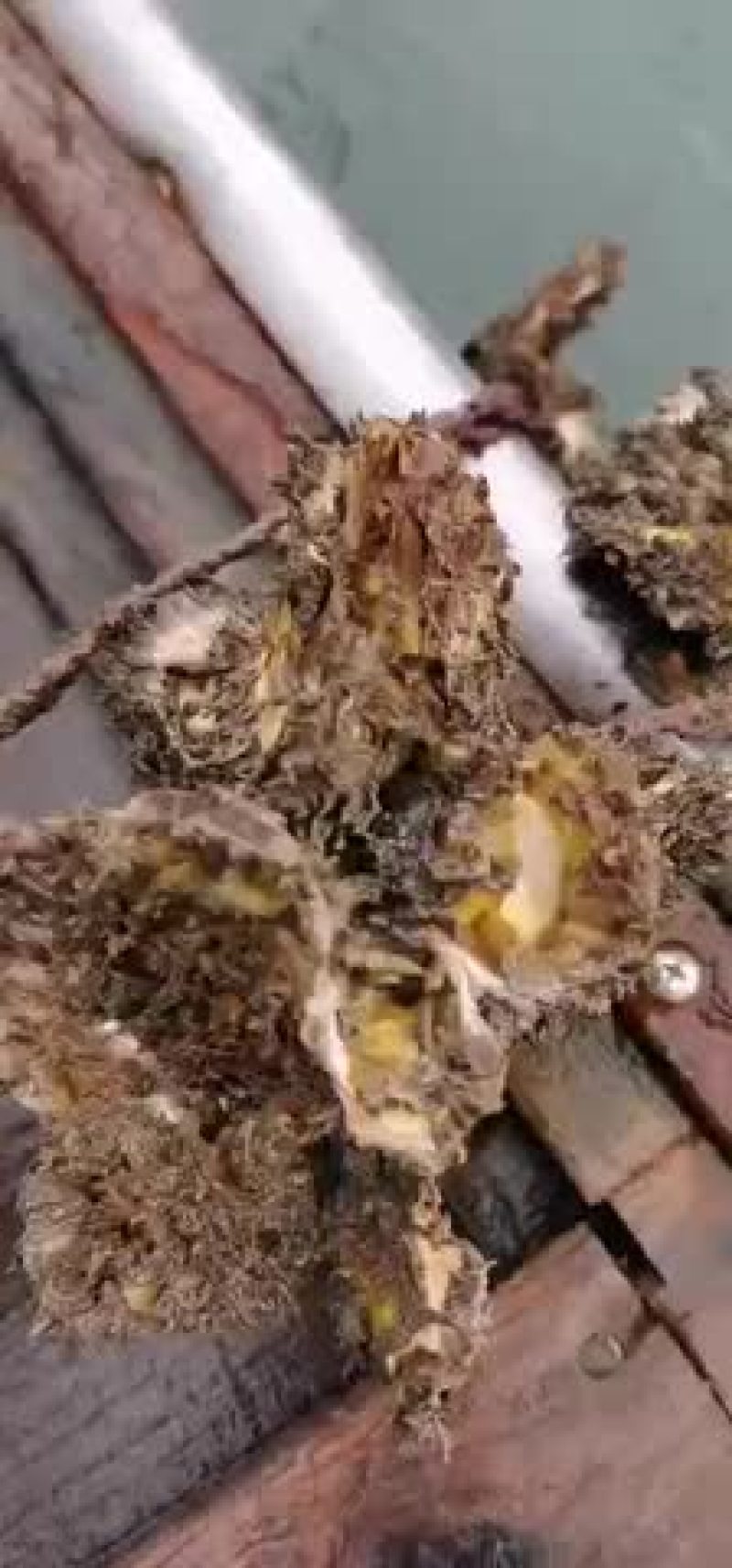 牡蛎苗种
